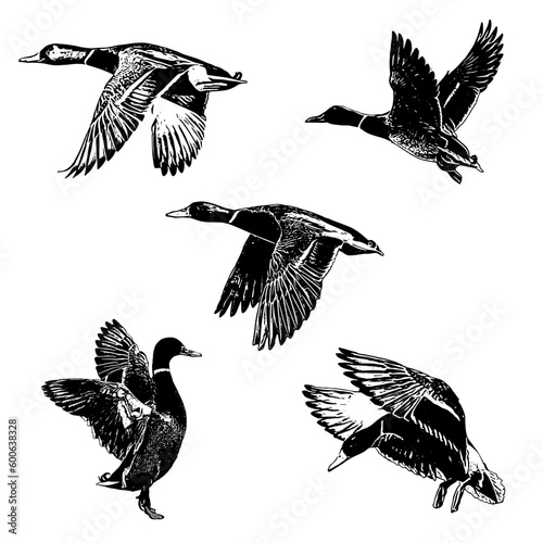 set of duck