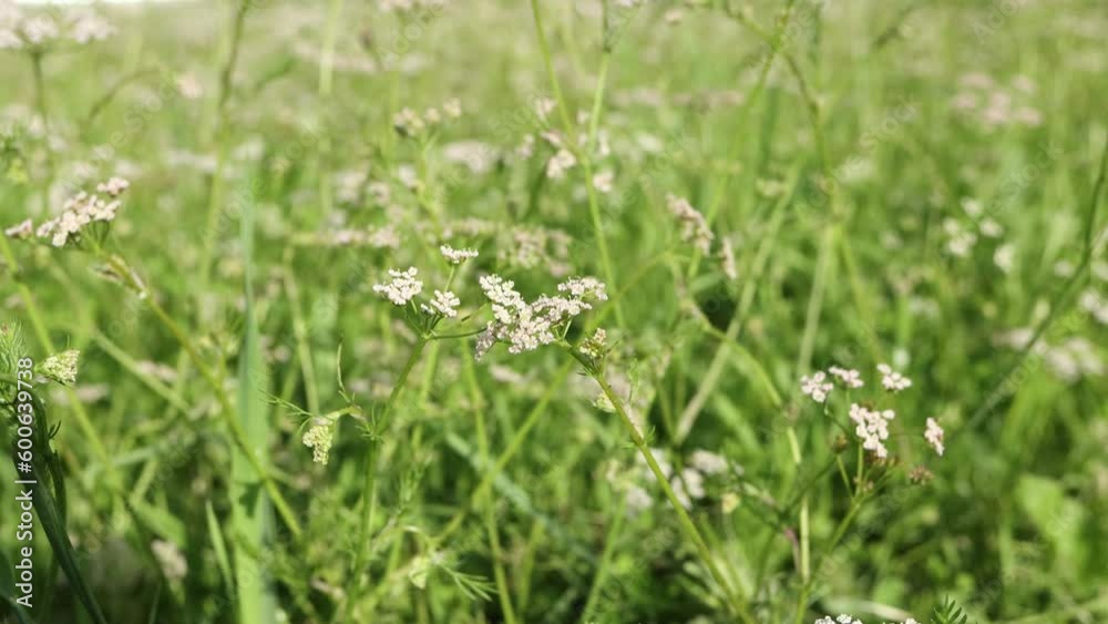 Field with flowers of wild cumin close-up, summer landscape Field with flowers of wild cumin close-up, summer landscape