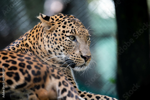 Leopard, Panthera pardus kotiya, a big-spotted cat resting in Banerghatta National Park, India photo