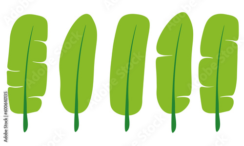 banana leaf vector for decorating wallpaper and art work . The idea for making forest and jungle or home decorating