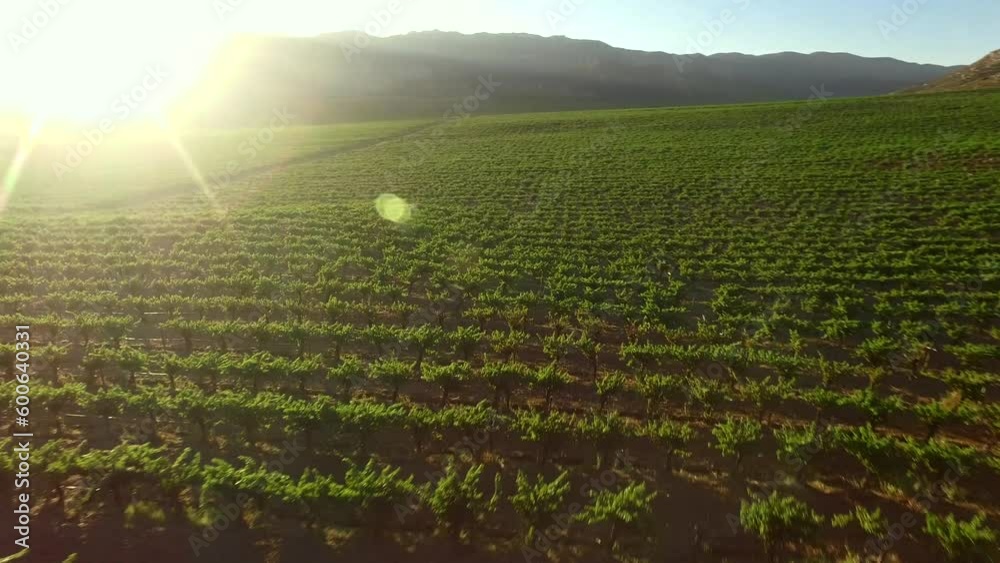 Vinicola del Valle de Guadalupe en Ensenada Baja California con dron 4K