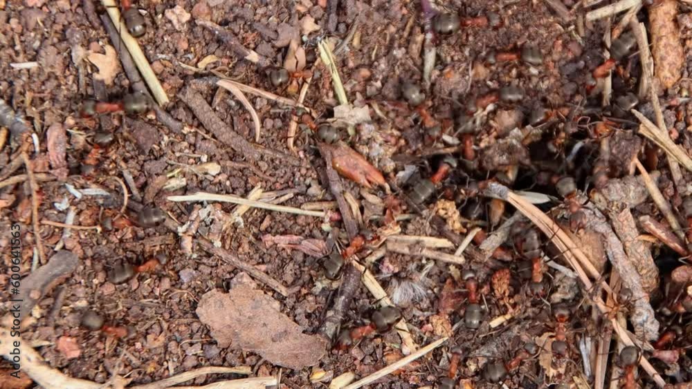 Panorama of the nest of large forest red ants, close-up