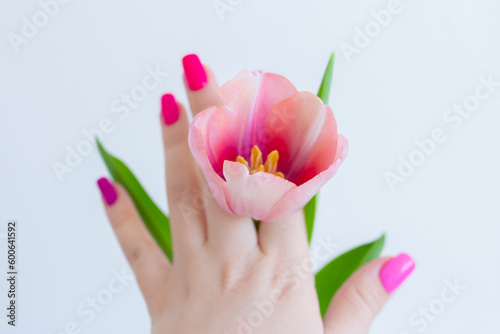 One pink tulip in woman's hand on white background