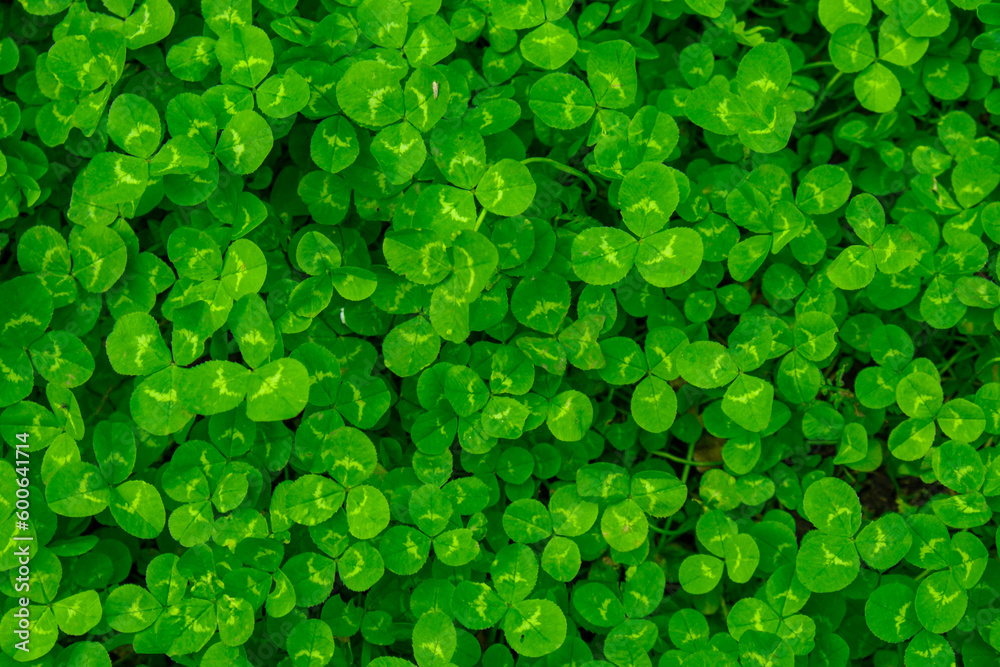 Greenish cleaver natural background. Small green Clover leaves pattern background, Natural and St. Patrick's day background and shamrock wallpaper. Vacation and holiday clovers symbol, spring concept Greenish cleaver natural background. Small green Clover leaves pattern background, Natural and St. Patrick's day background and shamrock wallpaper. Vacation and holiday clovers symbol, spring concept