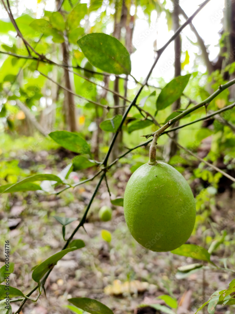Green lemon hanging on a tree. Closeup of fresh green lime in blurred garden background. Fresh green lemon tree.