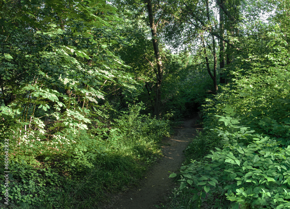Obraz premium Deciduous forest in summer. Road through the forest. Dirt road runs through dense forest.