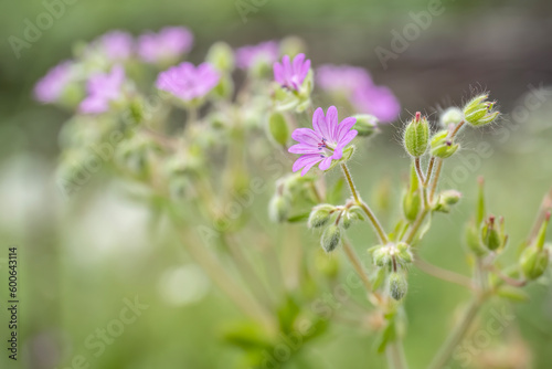 Close-up with small geranium flowers on a green natural background. 