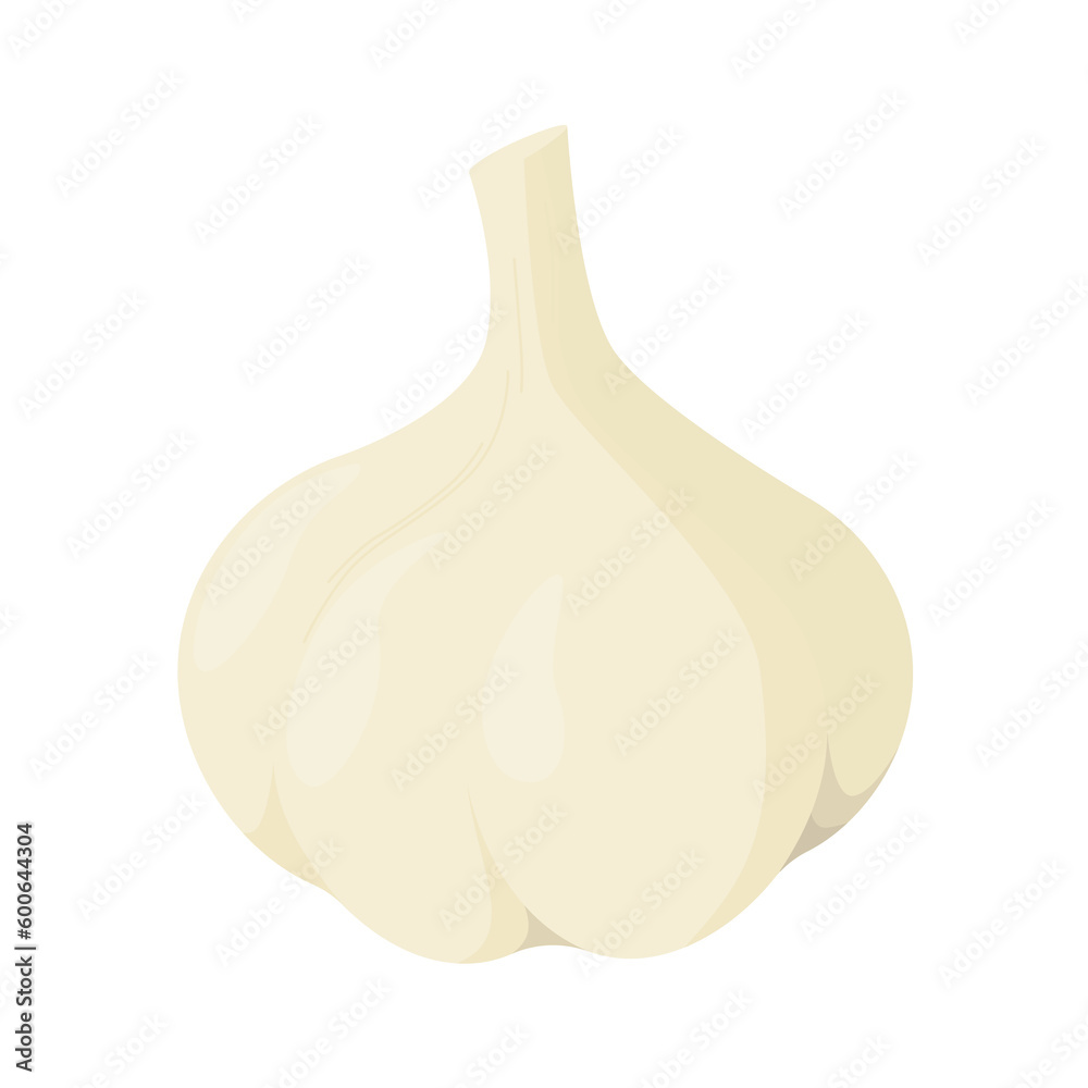 Vector illustration of garlic on a white background.