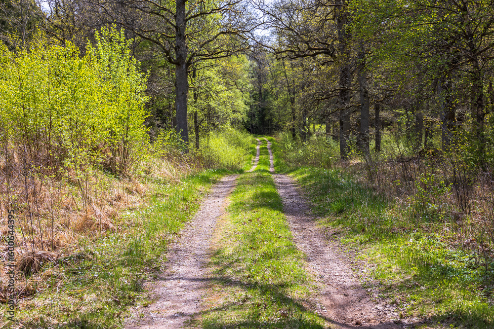 Long straight dirt road in a sunny woodland at spring