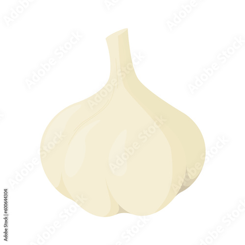 Vector illustration of garlic on a white background.