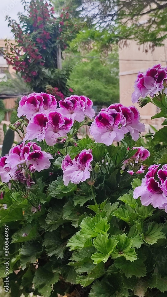 flowers in a garden flowers in a garden