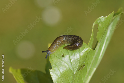 Yellow Slug ( Limacus flavus synonym Limax flavus). Family keelback slugs (Limacidae). Crawling over a leaf. Spring, Netherlands, May