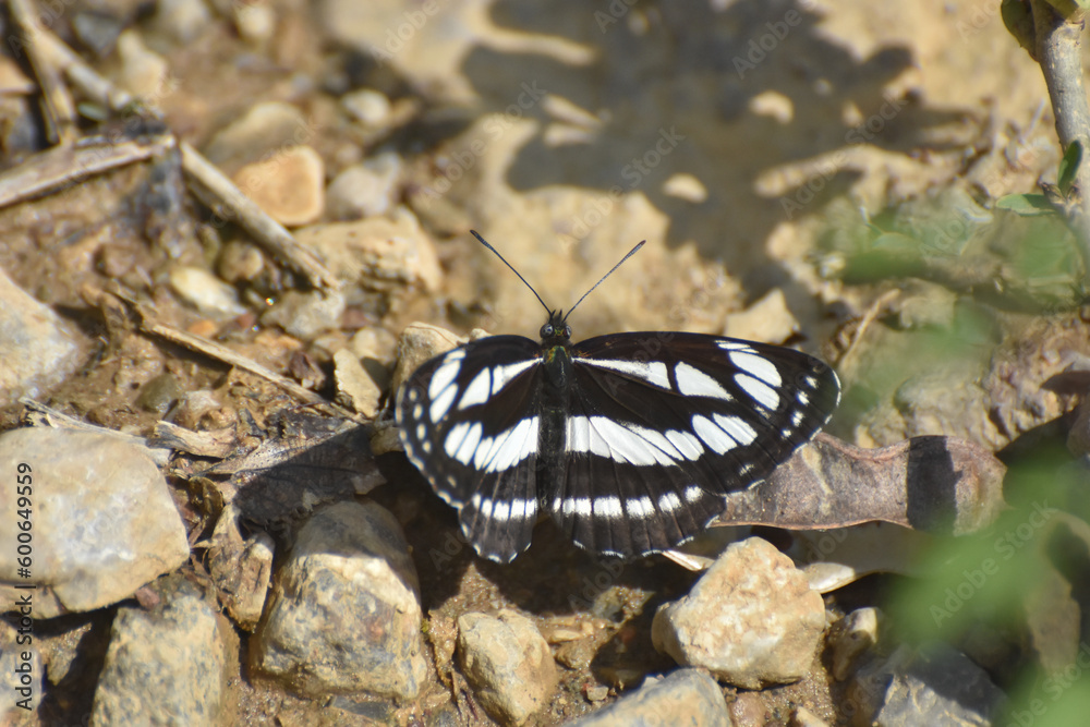 Neptis sappho, Common Glider butterfly resting on ground Neptis sappho, Common Glider butterfly resting on ground