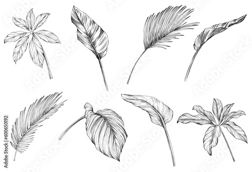 Leaves isolated on white collection. Tropical leaves set. Hand drawn vintage illustration.