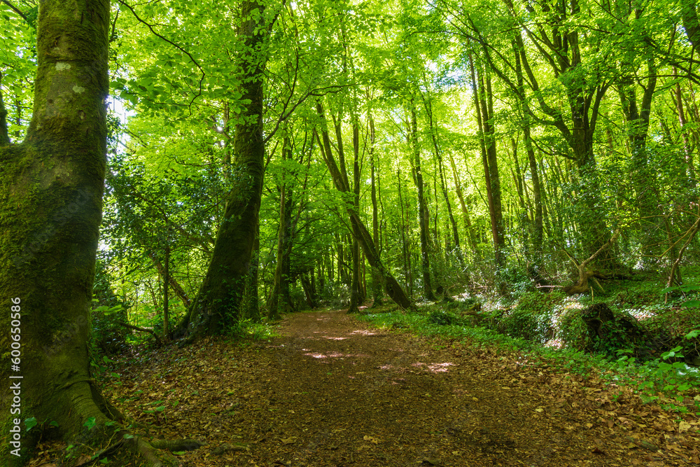 Leafy walking route in the Irish summer