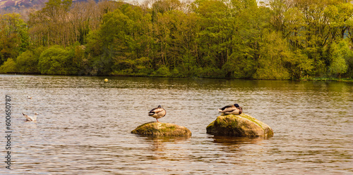 Wallpaper Mural Ducks resting on a rock in the lake Torontodigital.ca
