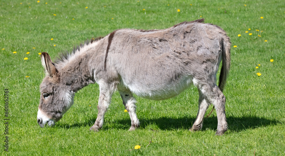 Pregnant donkey standing on green grass Pregnant donkey standing on green grass