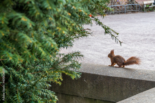 A squirrel sitting on a stone ledge trying to be invisible