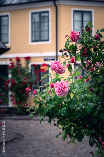 Fototapeta Naklejka Na Ścianę i Meble -  Wet roses in the old historic quarters of Lund Sweden in summer
