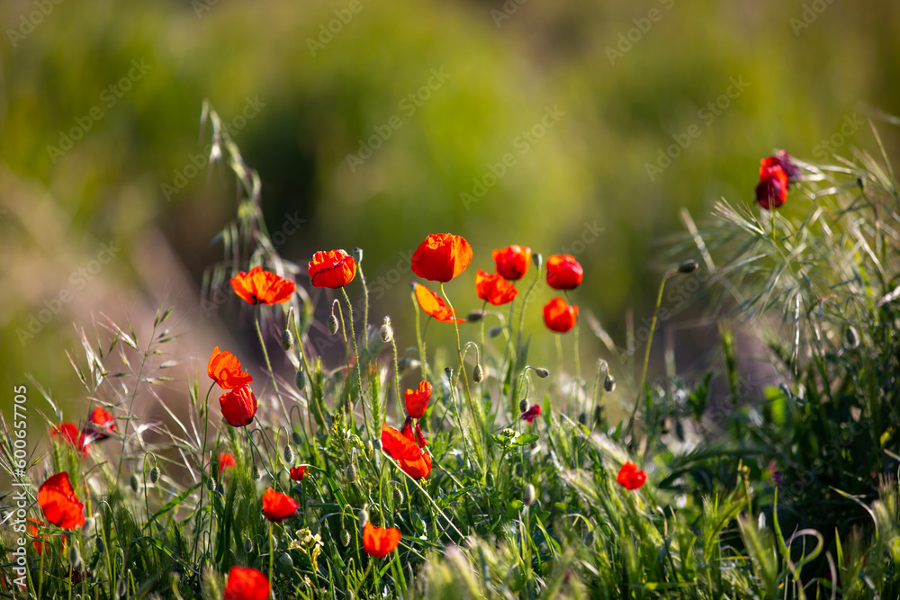 Fototapeta premium Field of blooming red poppies