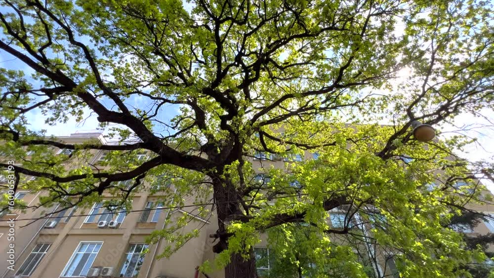 Bucharest, Romania - May 15, 2023: Big tree in front of Clinical Hospital Dr. Ion Cantacuzino. Big tree on the streets of Bucharest in front of the hospital. Rays of the sun passing through the leaves Bucharest, Romania - May 15, 2023: Big tree in front of Clinical Hospital Dr. Ion Cantacuzino. Big tree on the streets of Bucharest in front of the hospital. Rays of the sun passing through the leaves