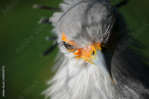 Secretary bird looking in your eyes, Sagittarius serpentarius, Tierpark Berlin photo