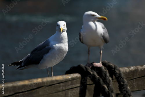 Herring gull in port, Germany