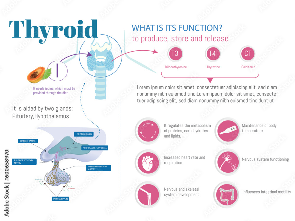 Naklejka premium Infographic about the thyroid, what is its function and what you need, with icons of what it regulates, produces and the glands it needs such as the pituitary and the hypothalamus.
