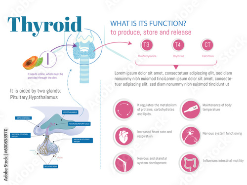 Infographic about the thyroid, what is its function and what you need, with icons of what it regulates, produces and the glands it needs such as the pituitary and the hypothalamus.