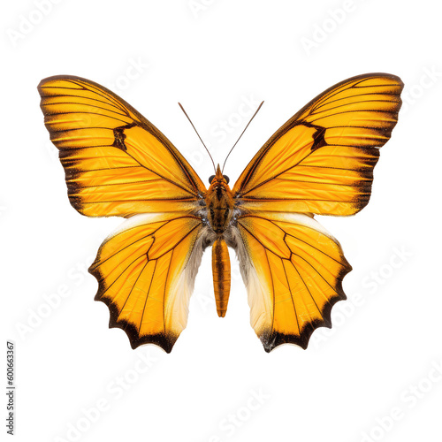 Golden kaiser i hind butterfly isolated on white © Tidarat