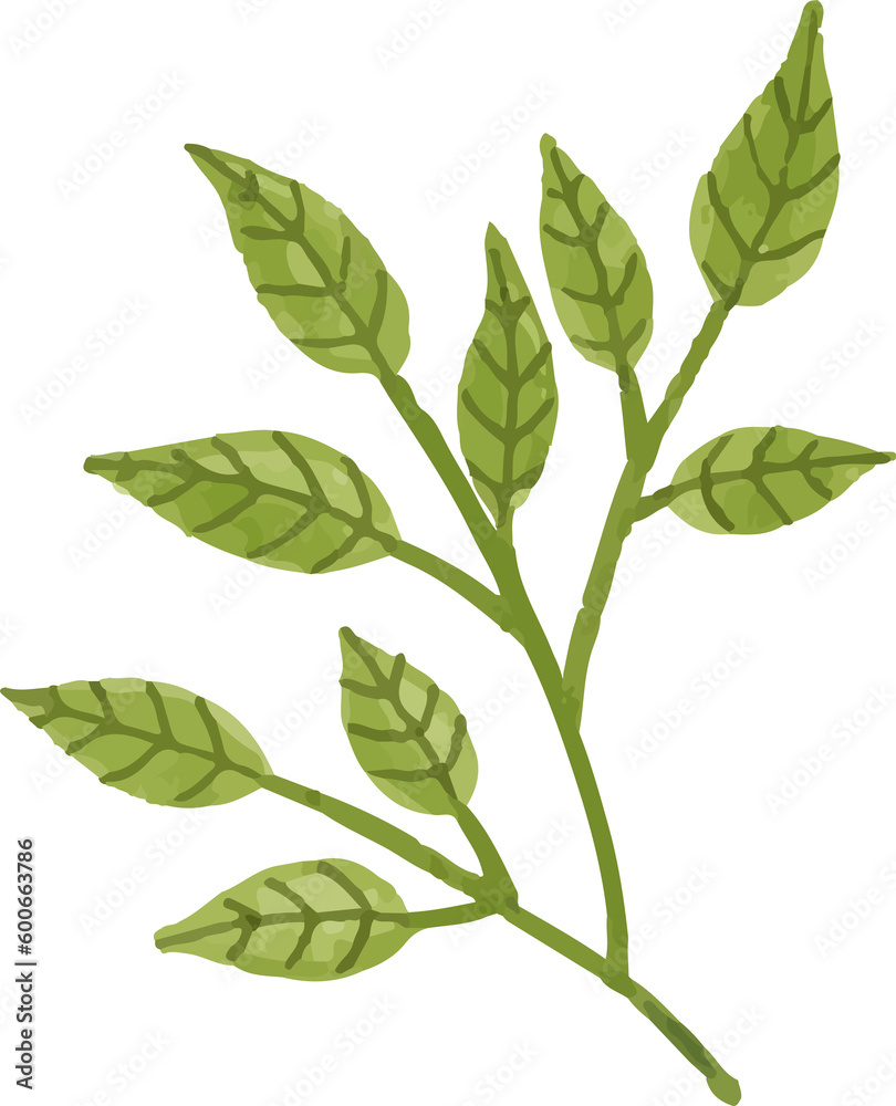 Fototapeta premium Foliage leaf . Watercolor painting .