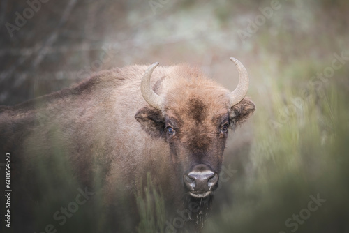 european bison in natural environment photo