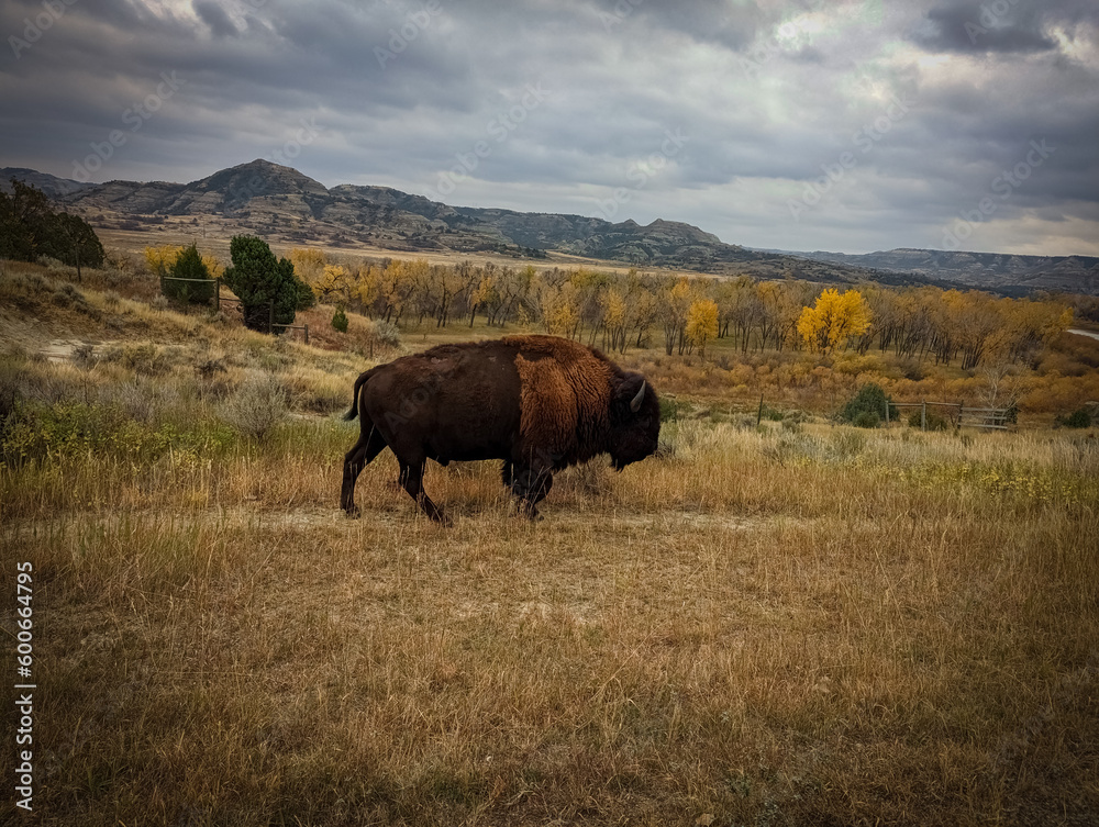Fototapeta premium Wild Bison