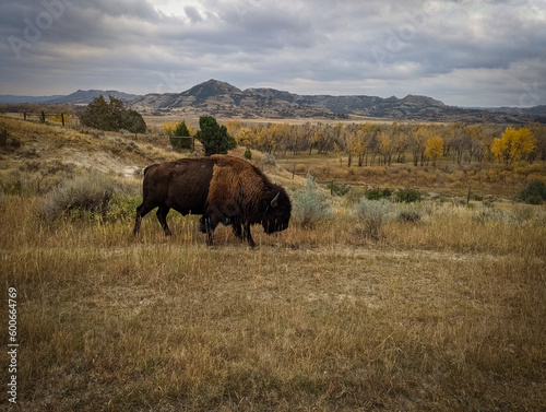 Wild Bison