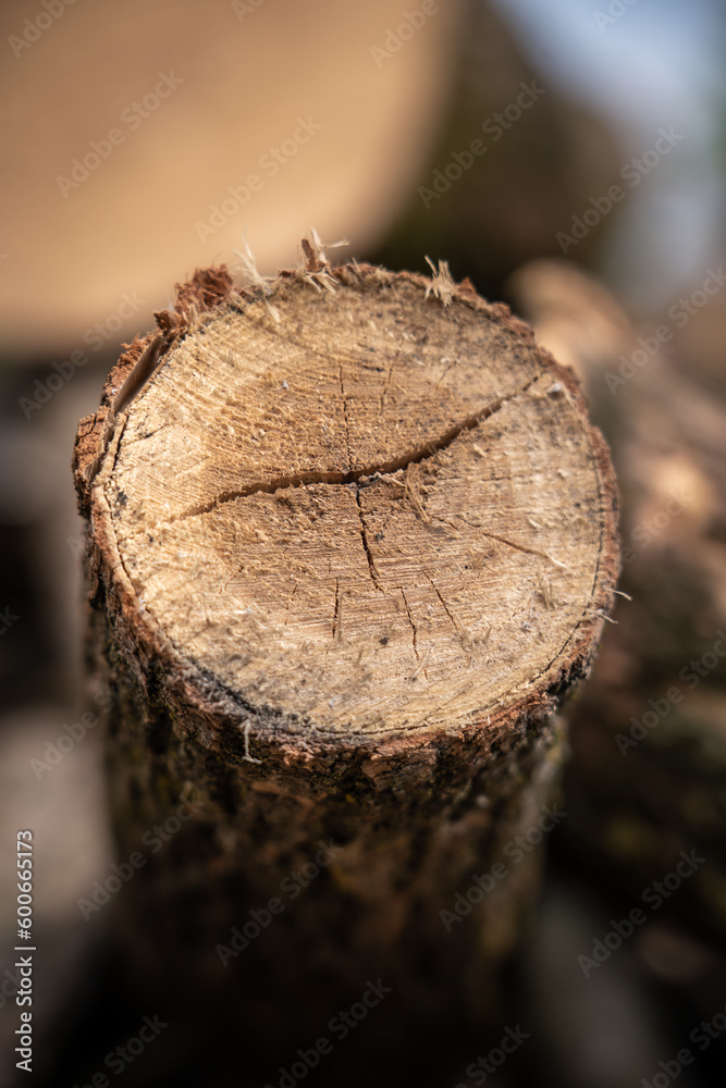 cut tree trunk closeup photo