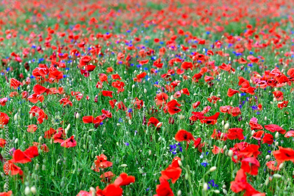 Field of poppies. Field of flowers