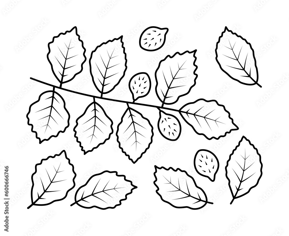 Vector line drawing of beech branch and beech fruit. Isolated collection of beech branch on white background.