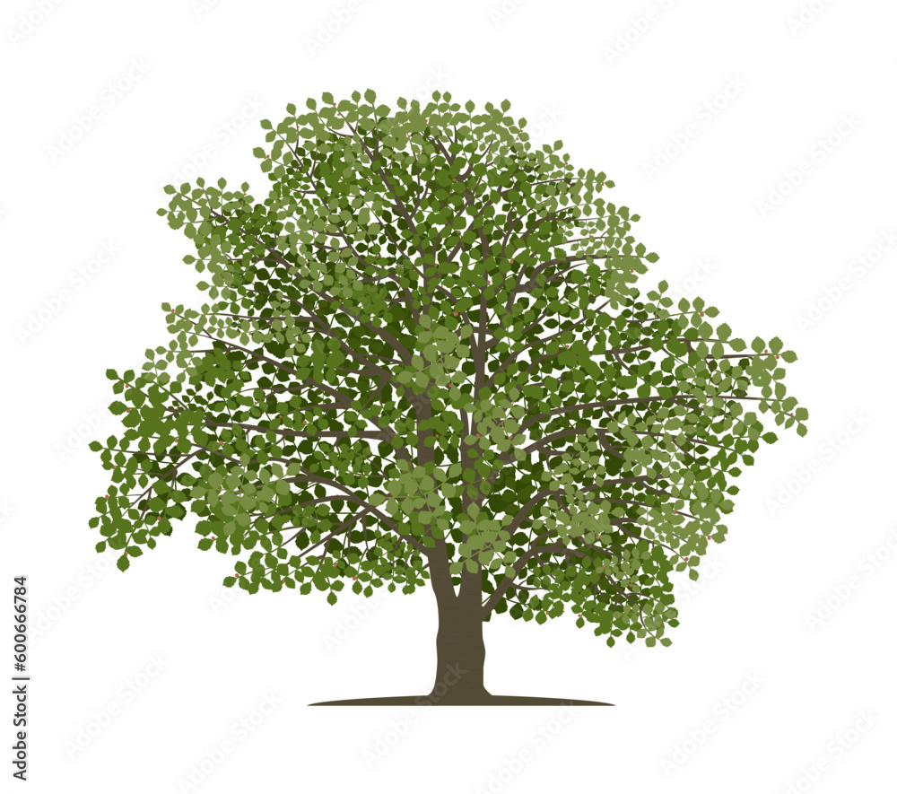 Vector drawing of beech tree. Isolated vector illustration of beech tree on a white background. - obrazy, fototapety, plakaty 