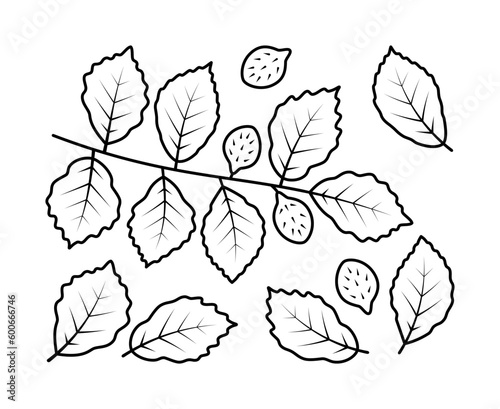 Vector line drawing of beech branch and beech fruit. Isolated collection of beech branch on white background.