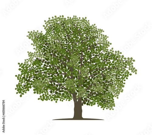 Fotografía Vector drawing of beech tree