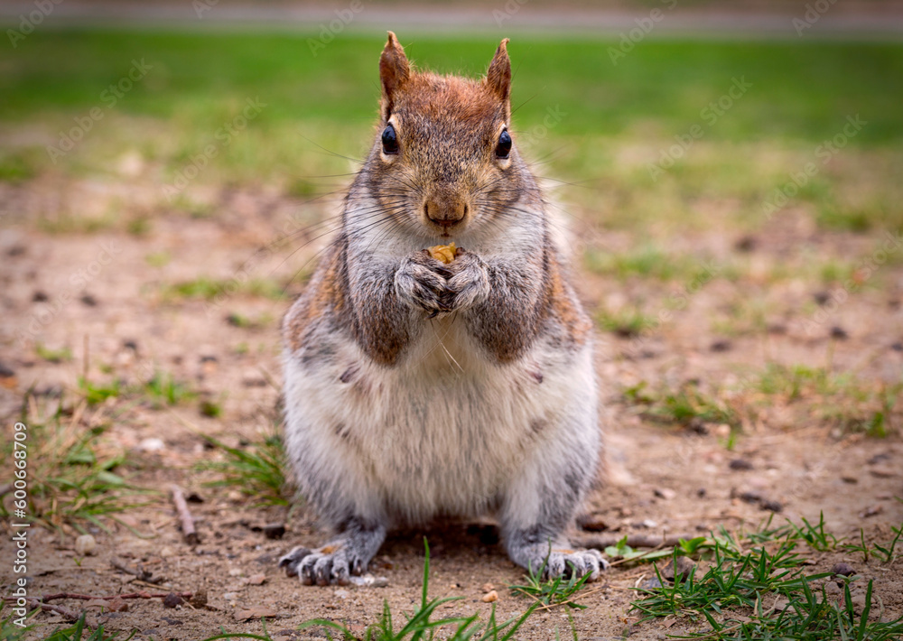 Obraz premium squirrel eating nut