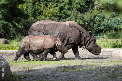 Cute baby Greater One Horned Rhino with his mother  Tierpark Berlin