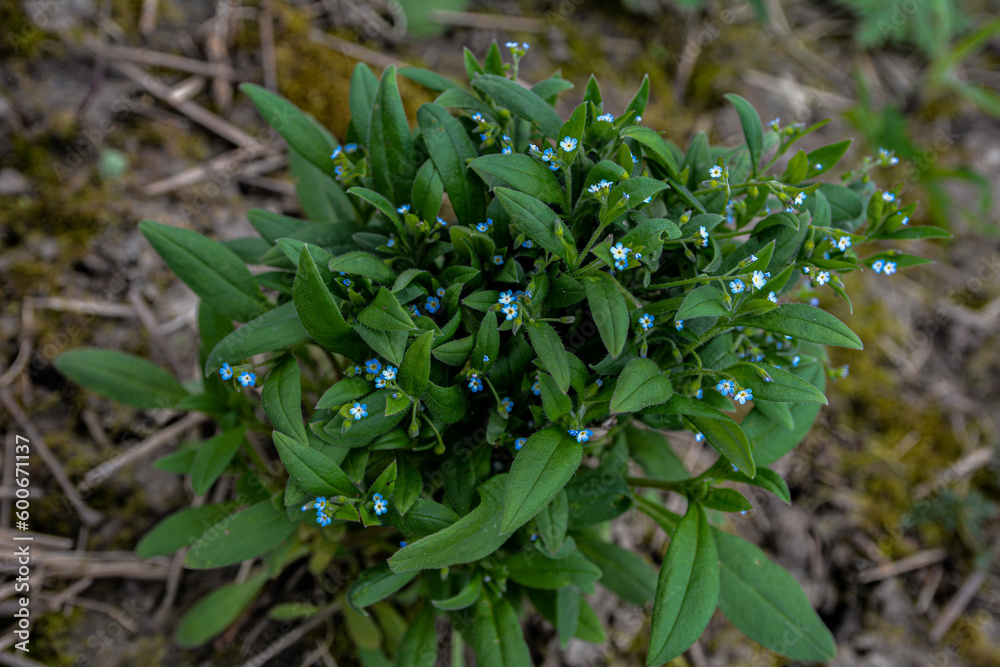 Strophiostoma sparsiflora or Myosotis sparsiflora Strophiostoma sparsiflora or Myosotis sparsiflora