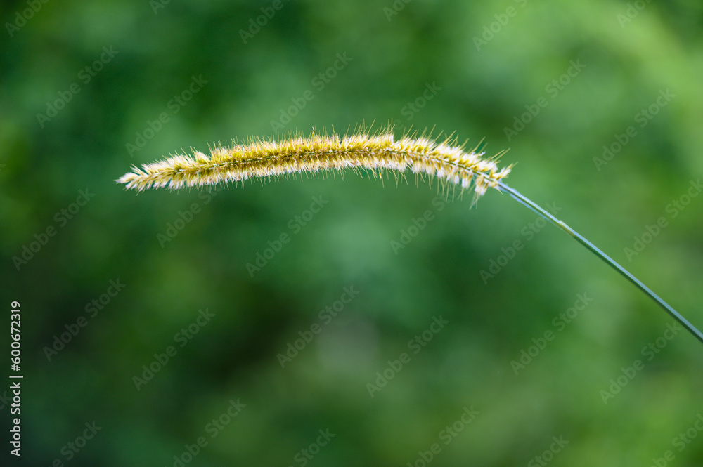 A close-up of a common weed, a green foxtail. Blooming foxtail. Setaria viridis, Green Bristlegrass.