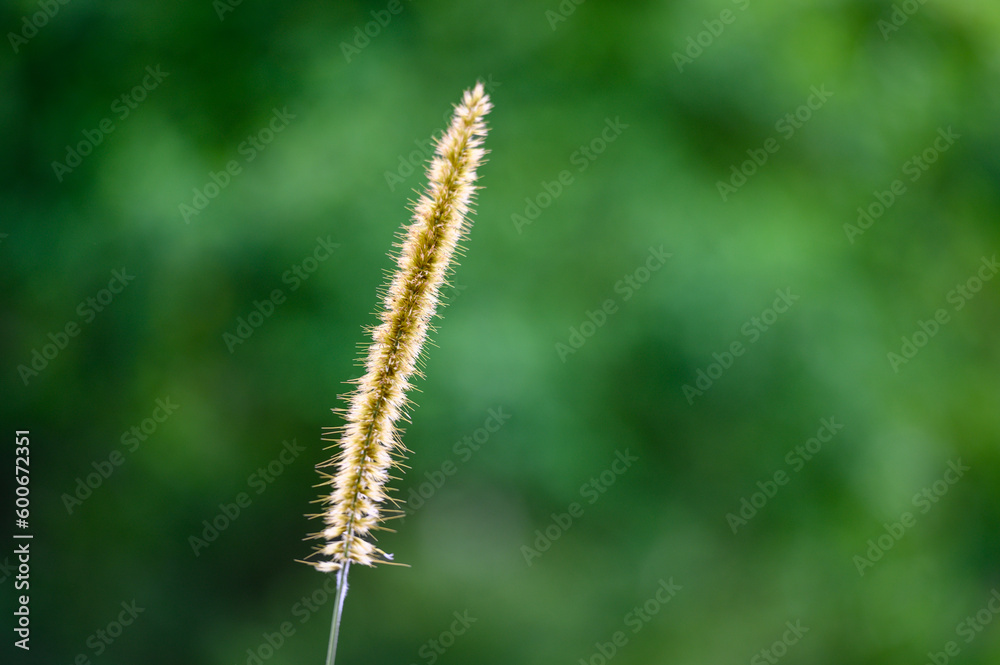 A close-up of a common weed, a green foxtail. Blooming foxtail. Setaria viridis, Green Bristlegrass.