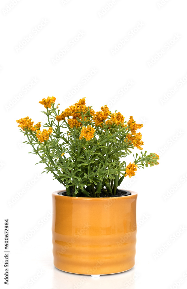 yellow flowers in a yellow ceramic pot on a white background. flowerpot. home flower