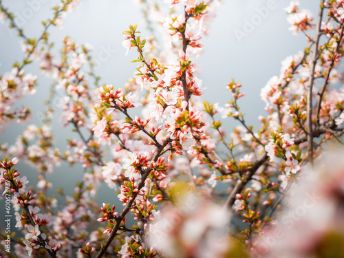 Branches of pink cherry blossoms on the tree.