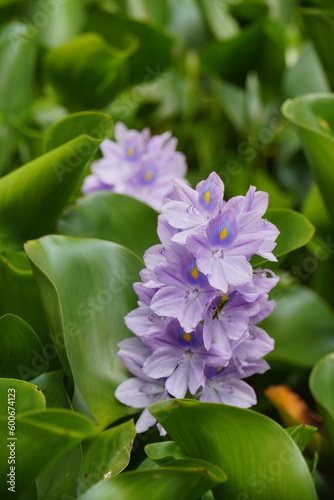 Enchanting Close-up of Water Hyacinth Flowers Beauty