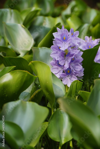 Enchanting Close-up of Water Hyacinth Flowers Beauty