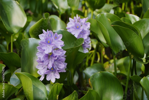 Enchanting Close-up of Water Hyacinth Flowers Beauty